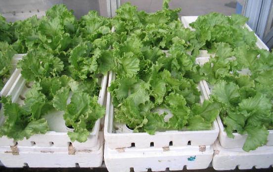 lettucebox1.jpg.w560h420.jpg